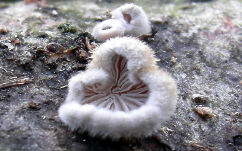 da determinare....lignicoli