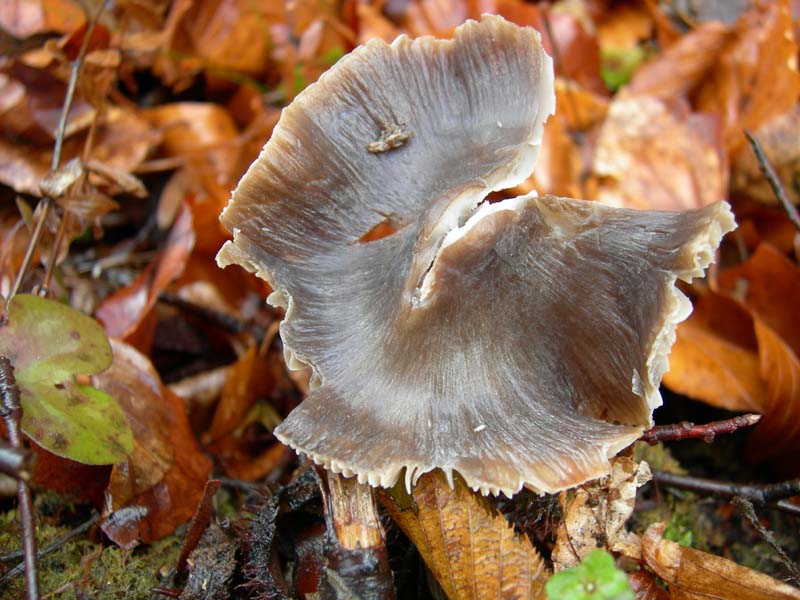 Funghi di oggi (8 dic 06)...