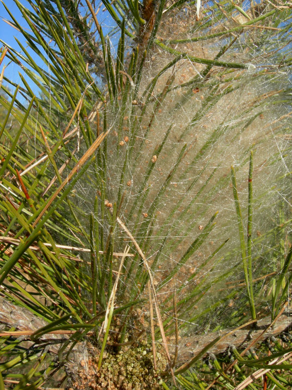 Processionaria del pino.....Thaumetopoea pityocampa (TN)