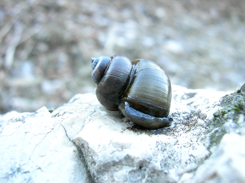 Viviparus contectus (Millet, 1813) e Planorbarius corneus