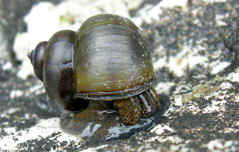 Viviparus contectus (Millet, 1813) e Planorbarius corneus