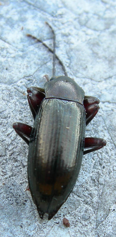 Stenomax piceus (Coleoptera, Tenebrionidae)