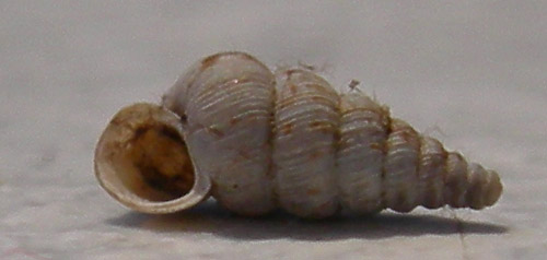 Cochlostoma septemspirale septemspirale (Razoumowsky,1789)