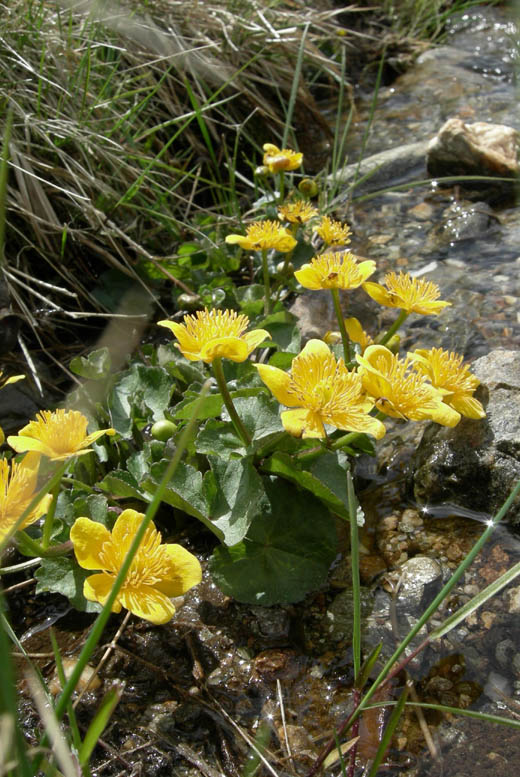 Caltha palustris / Calta