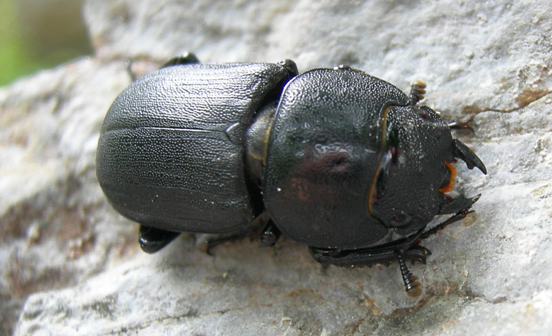 Dorcus parallelipipedus (Lucanidae)