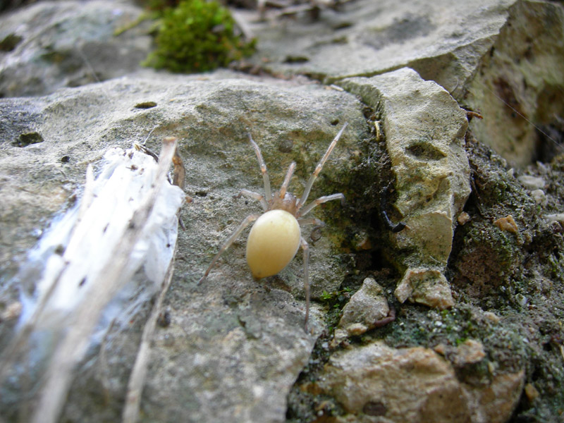 Cheiracanthium mildei - Cheiracanthiidae - Ravina (TN)