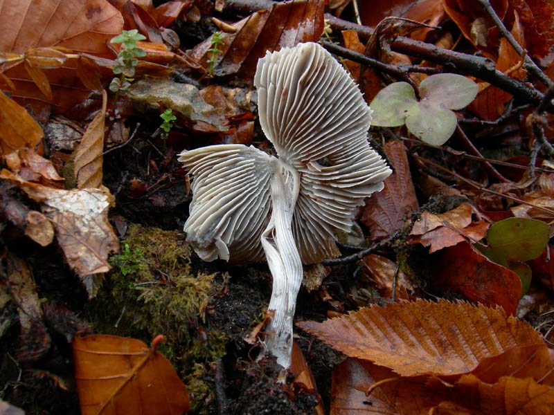 Funghi di oggi (8 dic 06)...