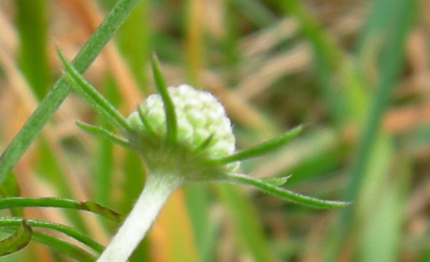 se possibile...da determinare... - Scabiosa sp.