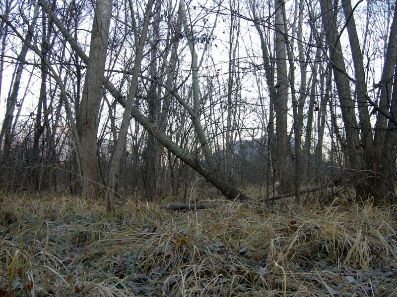 A caccia di Pleurotus ostreatus.....chiamati i  geloni...