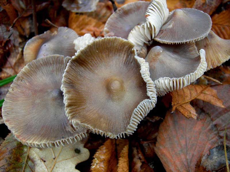 Funghi di oggi (8 dic 06)...