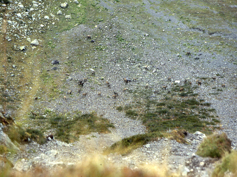 Rupicapra rupicapra.....dal Trentino Alto Adige