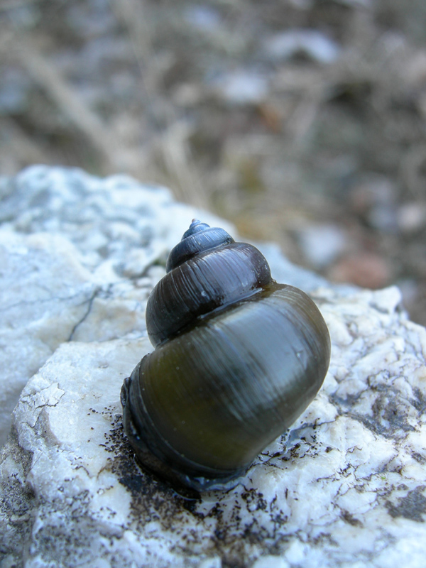 Viviparus contectus (Millet, 1813) e Planorbarius corneus