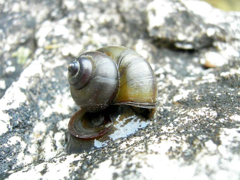 Viviparus contectus (Millet, 1813) e Planorbarius corneus