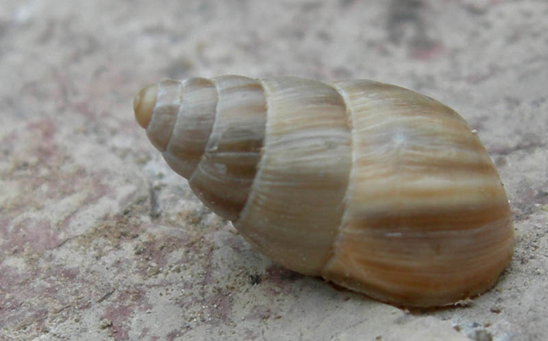 Zebrina (Zebrina) detrita (O.F. Mller, 1774)