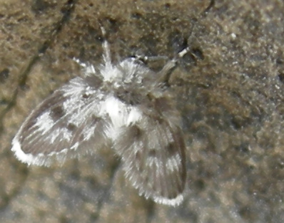 Psychodidae