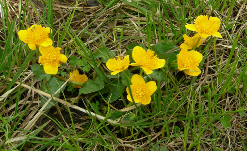 Caltha palustris / Calta