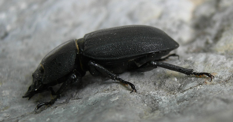Dorcus parallelipipedus (Lucanidae)