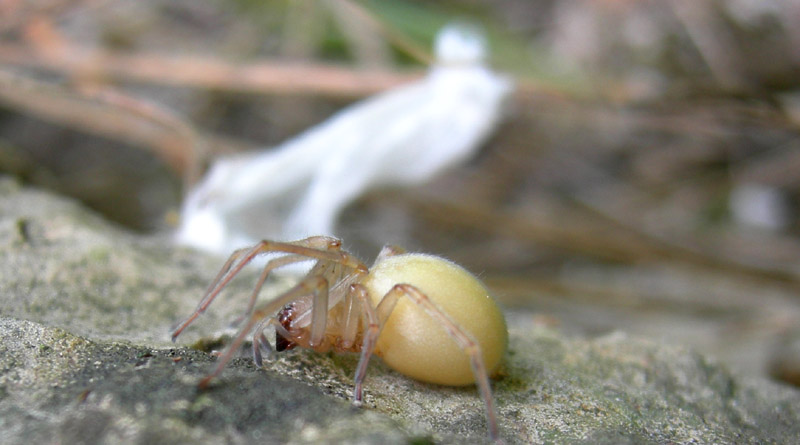 Cheiracanthium mildei - Cheiracanthiidae - Ravina (TN)
