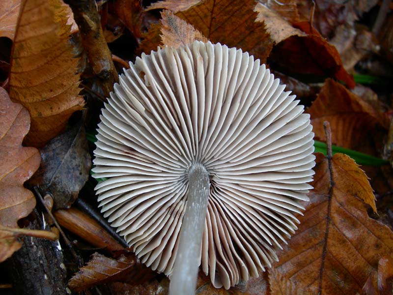 Funghi di oggi (8 dic 06)...