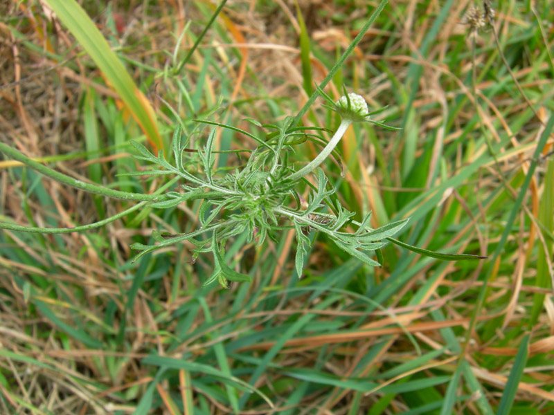 se possibile...da determinare... - Scabiosa sp.