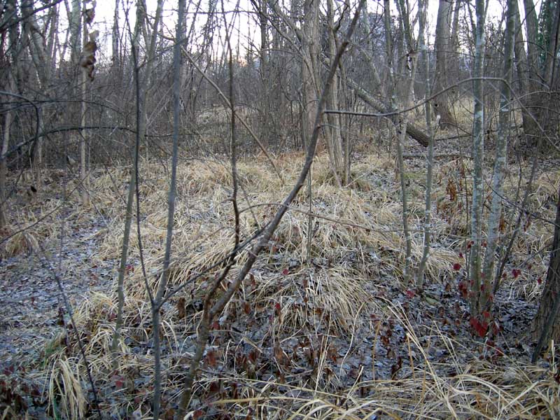 A caccia di Pleurotus ostreatus.....chiamati i  geloni...