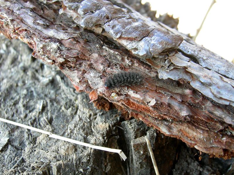 bruco: Amata phegea - Erebidae Arctiinae...... dal Trentino