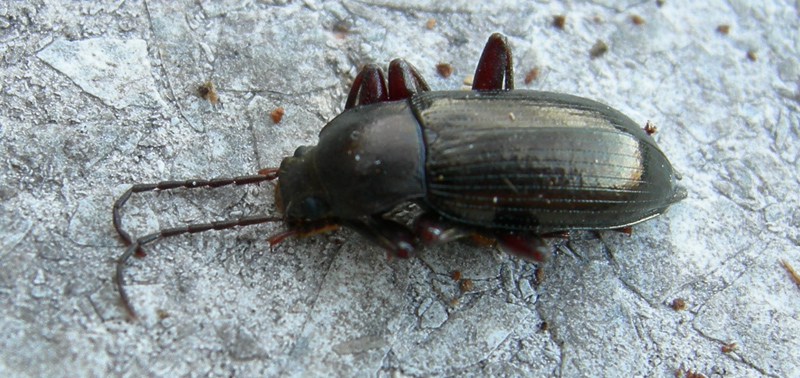 Stenomax piceus (Coleoptera, Tenebrionidae)