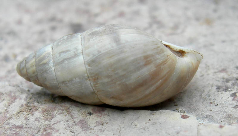 Zebrina (Zebrina) detrita (O.F. Mller, 1774)