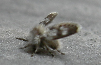 Psychodidae