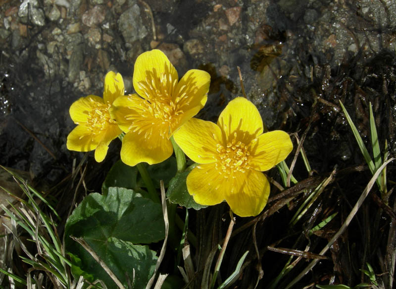 Caltha palustris / Calta