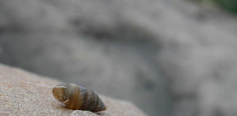 Granaria illyrica (Rossmssler, 1837)  in Val Gole (TN)