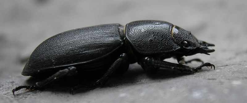 Dorcus parallelipipedus (Lucanidae)