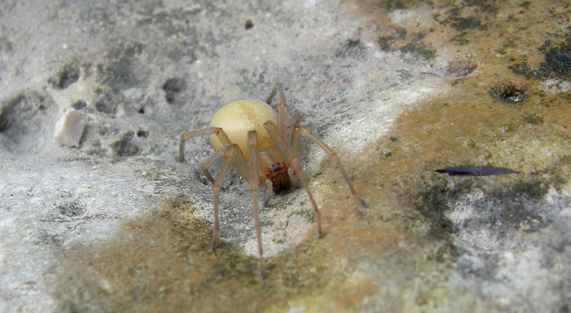 Cheiracanthium mildei - Cheiracanthiidae - Ravina (TN)