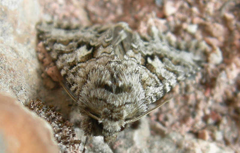 Hada plebeja (f.) - Noctuidae..........dal Trentino