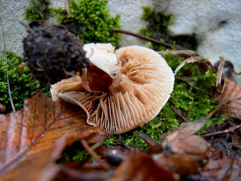 Funghi di oggi (8 dic 06)...