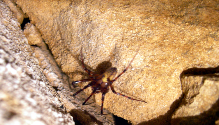 Philodromus margaritatus e Meta menardi
