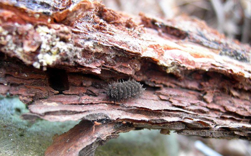 bruco: Amata phegea - Erebidae Arctiinae...... dal Trentino