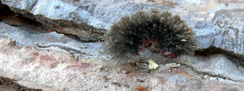 bruco: Amata phegea - Erebidae Arctiinae...... dal Trentino