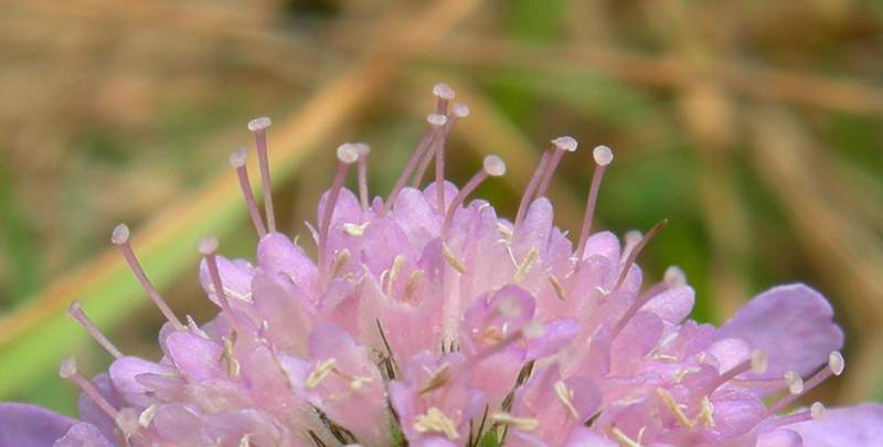 se possibile...da determinare... - Scabiosa sp.