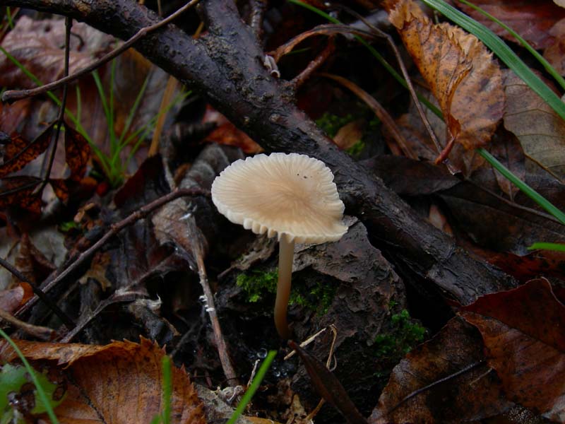 Funghi di oggi (8 dic 06)...