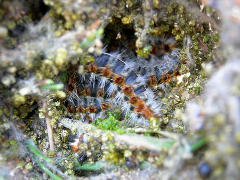 Processionaria del pino.....Thaumetopoea pityocampa (TN)