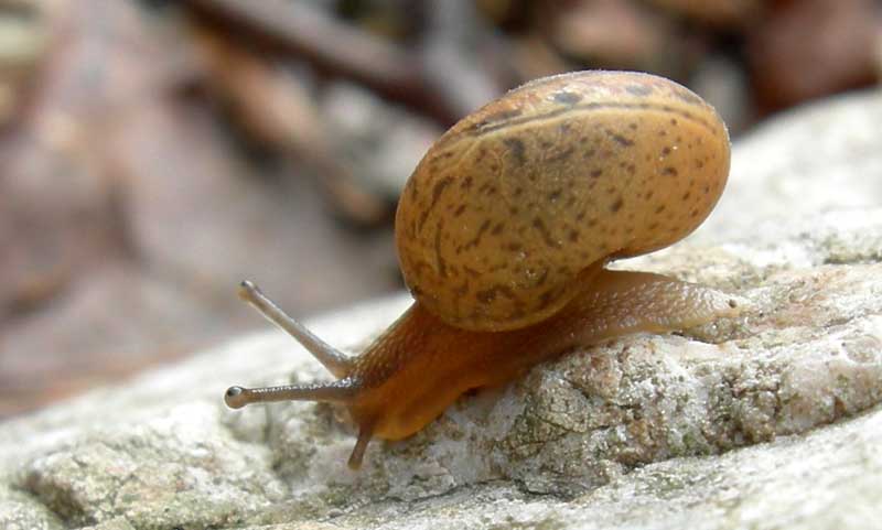 Euomphalia strigella e Monachoides incarnatus (O.F. Mller, 1774)