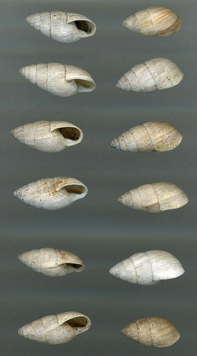 Zebrina (Zebrina) detrita (O.F. Mller, 1774)