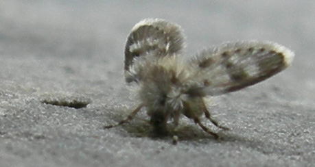 Psychodidae