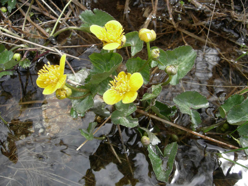 Caltha palustris / Calta