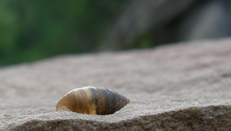 Granaria illyrica (Rossmssler, 1837)  in Val Gole (TN)