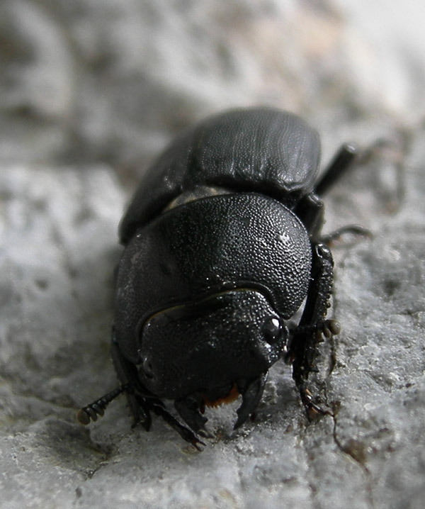 Dorcus parallelipipedus (Lucanidae)