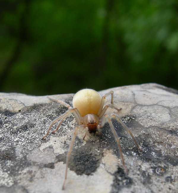 Cheiracanthium mildei - Cheiracanthiidae - Ravina (TN)