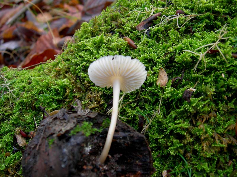 Funghi di oggi (8 dic 06)...