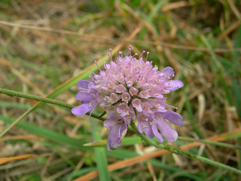 se possibile...da determinare... - Scabiosa sp.